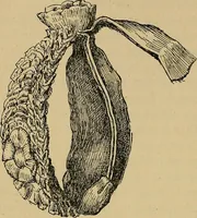 An illustration from The heritage of dress; being notes on the history and evolution of clothes (1912)