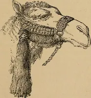 An illustration from The heritage of dress; being notes on the history and evolution of clothes (1912)