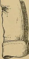 An illustration from The heritage of dress; being notes on the history and evolution of clothes (1912)