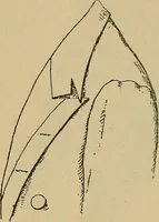 An illustration from The heritage of dress; being notes on the history and evolution of clothes (1912)