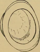 An illustration from The heritage of dress; being notes on the history and evolution of clothes (1912)