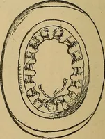 An illustration from The heritage of dress; being notes on the history and evolution of clothes (1912)