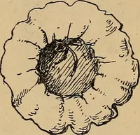 An illustration from The heritage of dress; being notes on the history and evolution of clothes (1912)