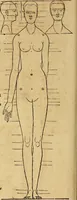 Picture 150 of 197 from Hierinn sind begriffen vier Bucher von menschlicher Proportion durch Albrechten Durer von Nurerberg [sic.] erfunden und beschuben zu nutz allen denen so zu diser kunst lieb tragen (1528), leaf 181