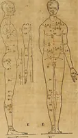 An illustration from Hierinn sind begriffen vier Bucher von menschlicher Proportion durch Albrechten Durer von Nurerberg [sic.] erfunden und beschuben zu nutz allen denen so zu diser kunst lieb tragen (1528)