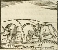 Picture 57 of 273 from Hieroglyphica, seu De sacris Aegyptiorum aliarumque gentium literis commentarii (1594), leaf 103