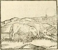 An illustration from Hieroglyphica, seu De sacris Aegyptiorum aliarumque gentium literis commentarii (1594)