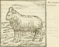 Picture 62 of 273 from Hieroglyphica, seu De sacris Aegyptiorum aliarumque gentium literis commentarii (1594), leaf 114