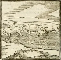 Picture 65 of 273 from Hieroglyphica, seu De sacris Aegyptiorum aliarumque gentium literis commentarii (1594), leaf 117