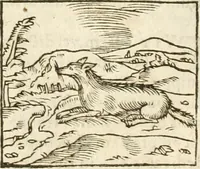 Picture 66 of 273 from Hieroglyphica, seu De sacris Aegyptiorum aliarumque gentium literis commentarii (1594), leaf 117