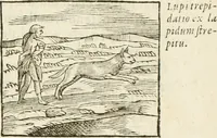 An illustration from Hieroglyphica, seu De sacris Aegyptiorum aliarumque gentium literis commentarii (1594)