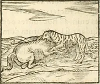 Picture 72 of 273 from Hieroglyphica, seu De sacris Aegyptiorum aliarumque gentium literis commentarii (1594), leaf 123