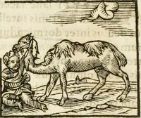 Picture 80 of 273 from Hieroglyphica, seu De sacris Aegyptiorum aliarumque gentium literis commentarii (1594), leaf 136