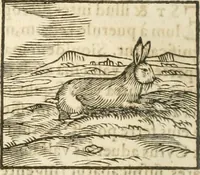 An illustration from Hieroglyphica, seu De sacris Aegyptiorum aliarumque gentium literis commentarii (1594)