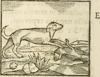 An illustration from Hieroglyphica, seu De sacris Aegyptiorum aliarumque gentium literis commentarii (1594)