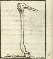 Picture 88 of 273 from Hieroglyphica, seu De sacris Aegyptiorum aliarumque gentium literis commentarii (1594), leaf 177