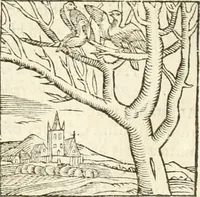Picture 89 of 273 from Hieroglyphica, seu De sacris Aegyptiorum aliarumque gentium literis commentarii (1594), leaf 177