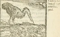 Picture 92 of 273 from Hieroglyphica, seu De sacris Aegyptiorum aliarumque gentium literis commentarii (1594), leaf 180