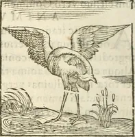 Picture 93 of 273 from Hieroglyphica, seu De sacris Aegyptiorum aliarumque gentium literis commentarii (1594), leaf 181