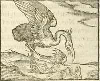 An illustration from Hieroglyphica, seu De sacris Aegyptiorum aliarumque gentium literis commentarii (1594)