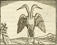 An illustration from Hieroglyphica, seu De sacris Aegyptiorum aliarumque gentium literis commentarii (1594)