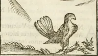 Picture 101 of 273 from Hieroglyphica, seu De sacris Aegyptiorum aliarumque gentium literis commentarii (1594), leaf 187