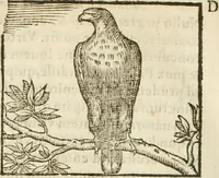 Picture 105 of 273 from Hieroglyphica, seu De sacris Aegyptiorum aliarumque gentium literis commentarii (1594), leaf 193