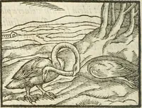 Picture 118 of 273 from Hieroglyphica, seu De sacris Aegyptiorum aliarumque gentium literis commentarii (1594), leaf 231