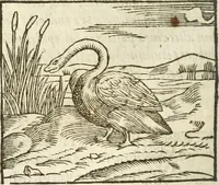 An illustration from Hieroglyphica, seu De sacris Aegyptiorum aliarumque gentium literis commentarii (1594)