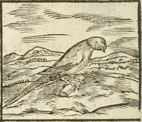 Picture 120 of 273 from Hieroglyphica, seu De sacris Aegyptiorum aliarumque gentium literis commentarii (1594), leaf 233