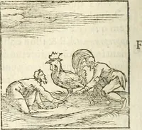 Picture 130 of 273 from Hieroglyphica, seu De sacris Aegyptiorum aliarumque gentium literis commentarii (1594), leaf 243