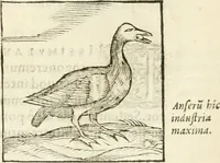 An illustration from Hieroglyphica, seu De sacris Aegyptiorum aliarumque gentium literis commentarii (1594)