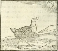 An illustration from Hieroglyphica, seu De sacris Aegyptiorum aliarumque gentium literis commentarii (1594)