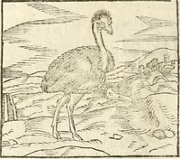 An illustration from Hieroglyphica, seu De sacris Aegyptiorum aliarumque gentium literis commentarii (1594)