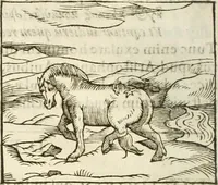 Picture 137 of 273 from Hieroglyphica, seu De sacris Aegyptiorum aliarumque gentium literis commentarii (1594), leaf 255
