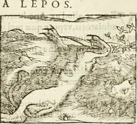 Picture 139 of 273 from Hieroglyphica, seu De sacris Aegyptiorum aliarumque gentium literis commentarii (1594), leaf 262