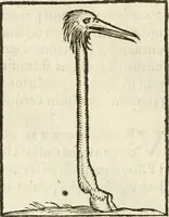 Picture 144 of 273 from Hieroglyphica, seu De sacris Aegyptiorum aliarumque gentium literis commentarii (1594), leaf 290