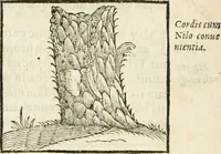 Picture 166 of 273 from Hieroglyphica, seu De sacris Aegyptiorum aliarumque gentium literis commentarii (1594), leaf 336