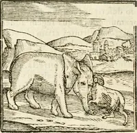 Picture 21 of 273 from Hieroglyphica, seu De sacris Aegyptiorum aliarumque gentium literis commentarii (1594), leaf 35