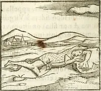 Picture 177 of 273 from Hieroglyphica, seu De sacris Aegyptiorum aliarumque gentium literis commentarii (1594), leaf 353