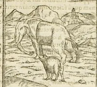 An illustration from Hieroglyphica, seu De sacris Aegyptiorum aliarumque gentium literis commentarii (1594)