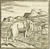 An illustration from Hieroglyphica, seu De sacris Aegyptiorum aliarumque gentium literis commentarii (1594)
