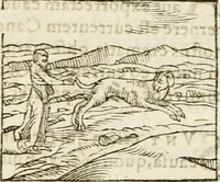 Picture 38 of 273 from Hieroglyphica, seu De sacris Aegyptiorum aliarumque gentium literis commentarii (1594), leaf 68