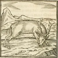 Picture 47 of 273 from Hieroglyphica, seu De sacris Aegyptiorum aliarumque gentium literis commentarii (1594), leaf 81