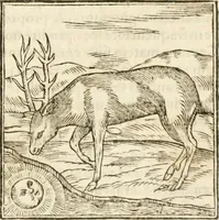 Picture 48 of 273 from Hieroglyphica, seu De sacris Aegyptiorum aliarumque gentium literis commentarii (1594), leaf 82