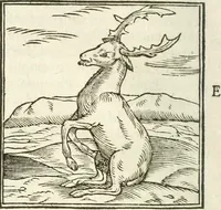 An illustration from Hieroglyphica, seu De sacris Aegyptiorum aliarumque gentium literis commentarii (1594)