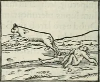 An illustration from Hieroglyphica, siue, De sacris Aegyptiorum literis commentarii, Ioannis Pierii Valeriani Bolzanii Bellunensis (1556)