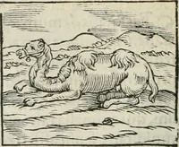 An illustration from Hieroglyphica, siue, De sacris Aegyptiorum literis commentarii, Ioannis Pierii Valeriani Bolzanii Bellunensis (1556)