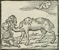 An illustration from Hieroglyphica, siue, De sacris Aegyptiorum literis commentarii, Ioannis Pierii Valeriani Bolzanii Bellunensis (1556)