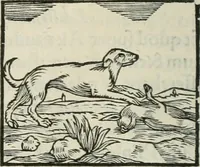 An illustration from Hieroglyphica, siue, De sacris Aegyptiorum literis commentarii, Ioannis Pierii Valeriani Bolzanii Bellunensis (1556)
